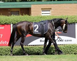 Two Sugars in the mounting yard before her big win at Mornington Two Sugars in the mounting yard before her big win at Mornington